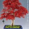 Seminte Bonsai Red Japanese Maple Tree - Outdoor - 10 seminte