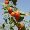 Seminte Goji Berry - Lycium chinensis - 200 seminte